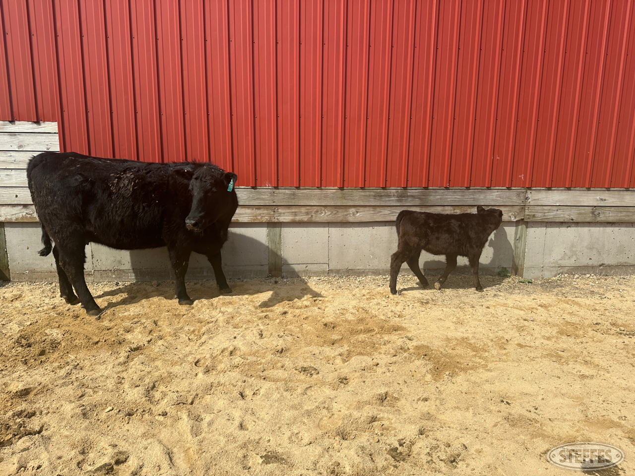 Cow/Calf Pair - Ear Tag 2219 & 2404